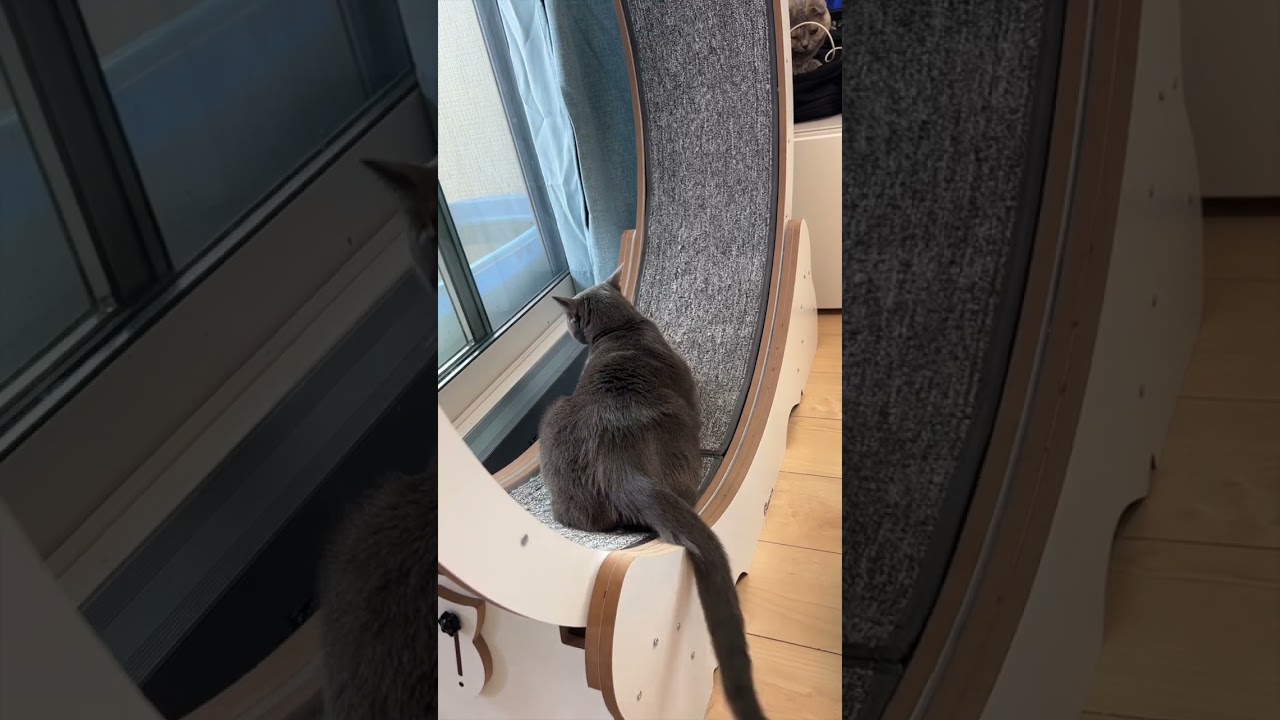 ロシアンブルー回るのか！？ #shorts #猫