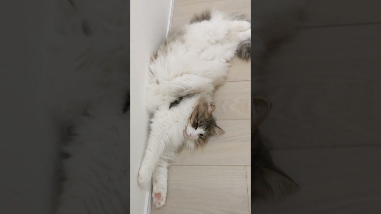 真反対。すごいひねりでくつろぐ猫。【ノルウェージャンフォレストキャット】＃Shorts