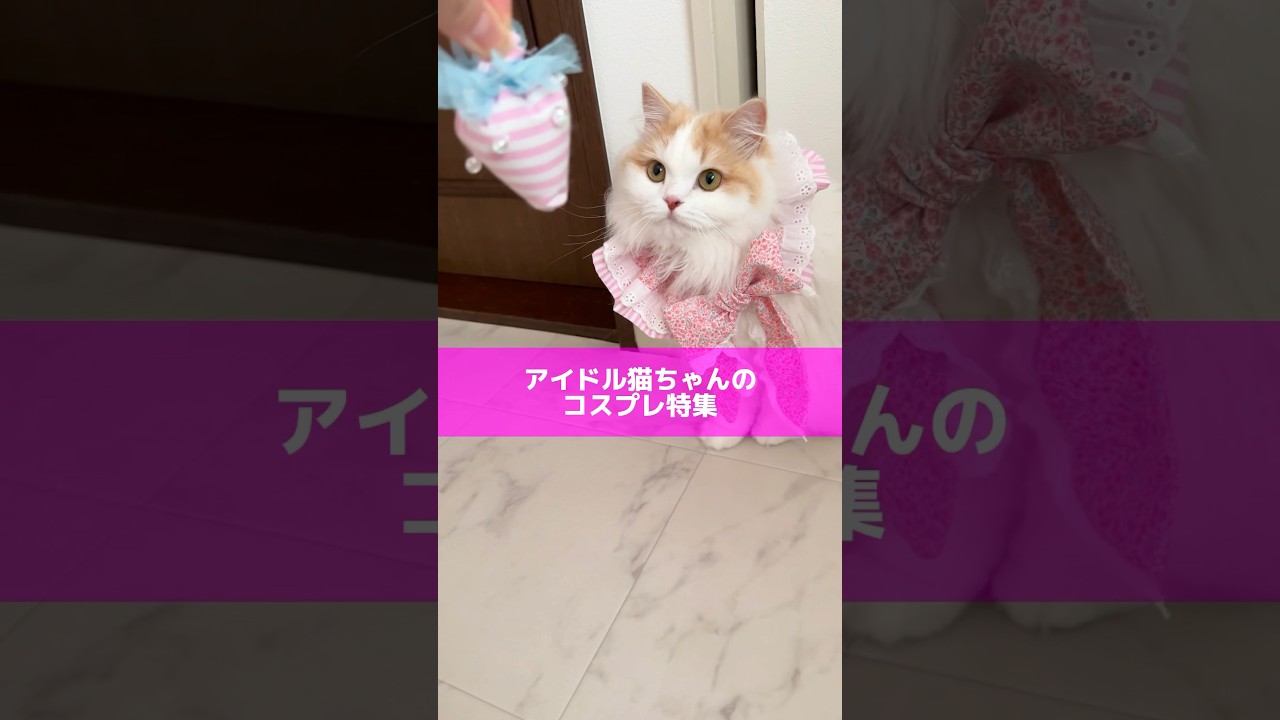 アイドル猫ちゃんのコスプレ特集👗 #猫 #cat #ミヌエット #マンチカン #スコティッシュフォールド #kucing #shein #aliexpress