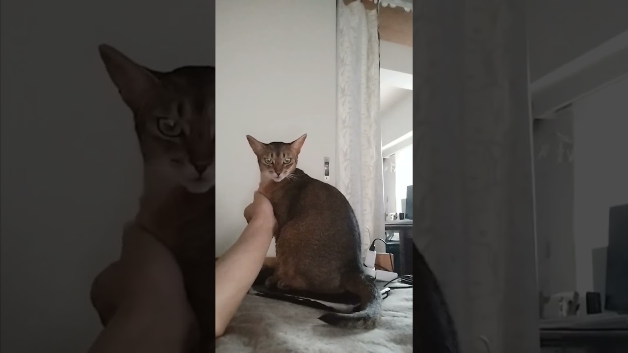 ネコ動画あび＃1625　#shorts　あびの毎日　アビシニアン　あび