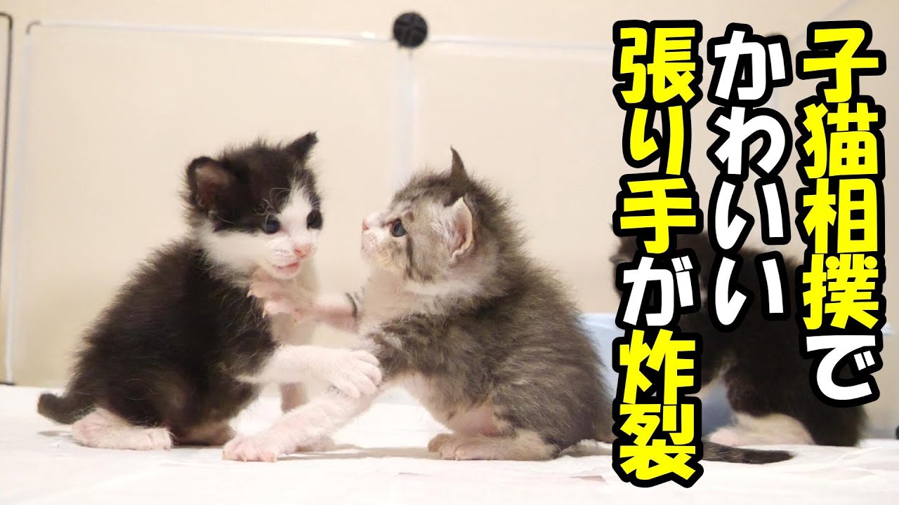 子猫相撲でかわいい張り手をかます【赤ちゃん猫　保護猫】