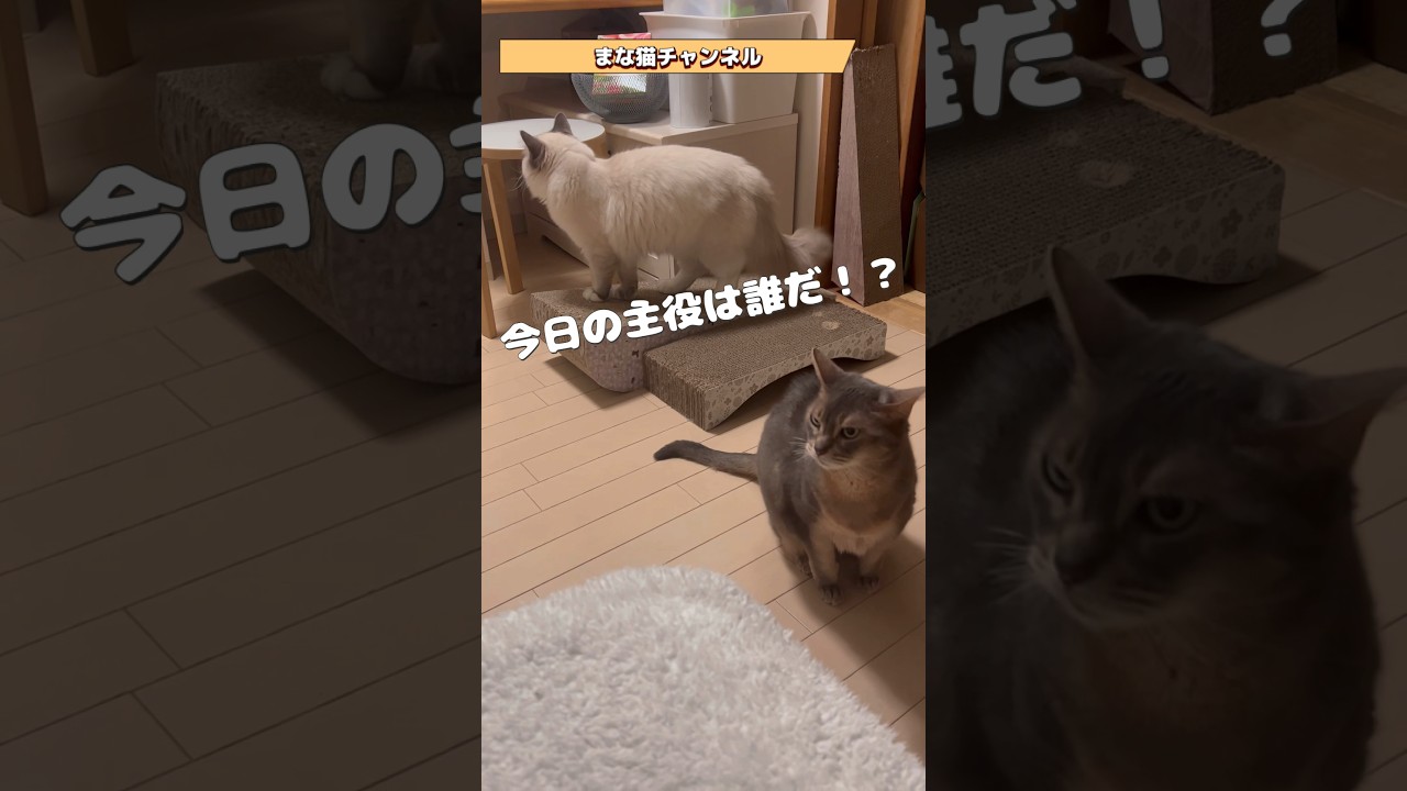 今日の主役は！？ #shorts #猫動画 #アビシニアン #cat #まな猫