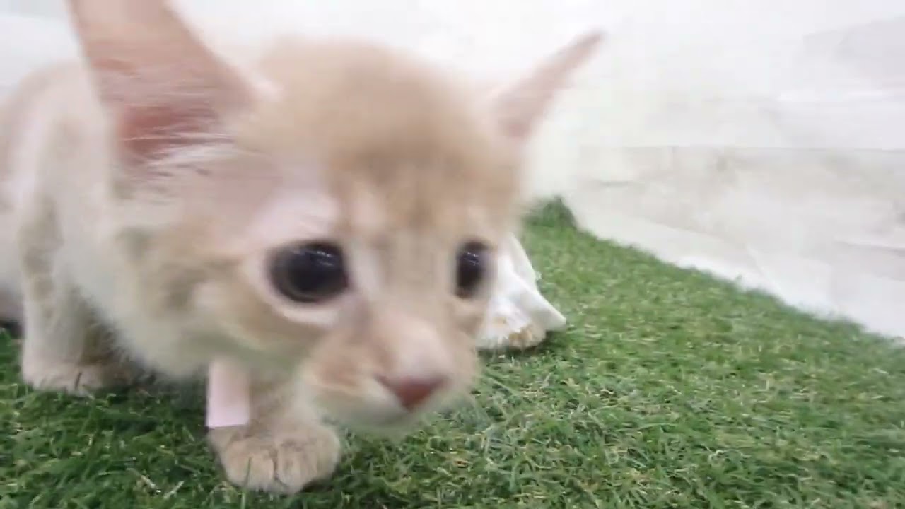 Coo&RIKU　No00637807 ソマリ