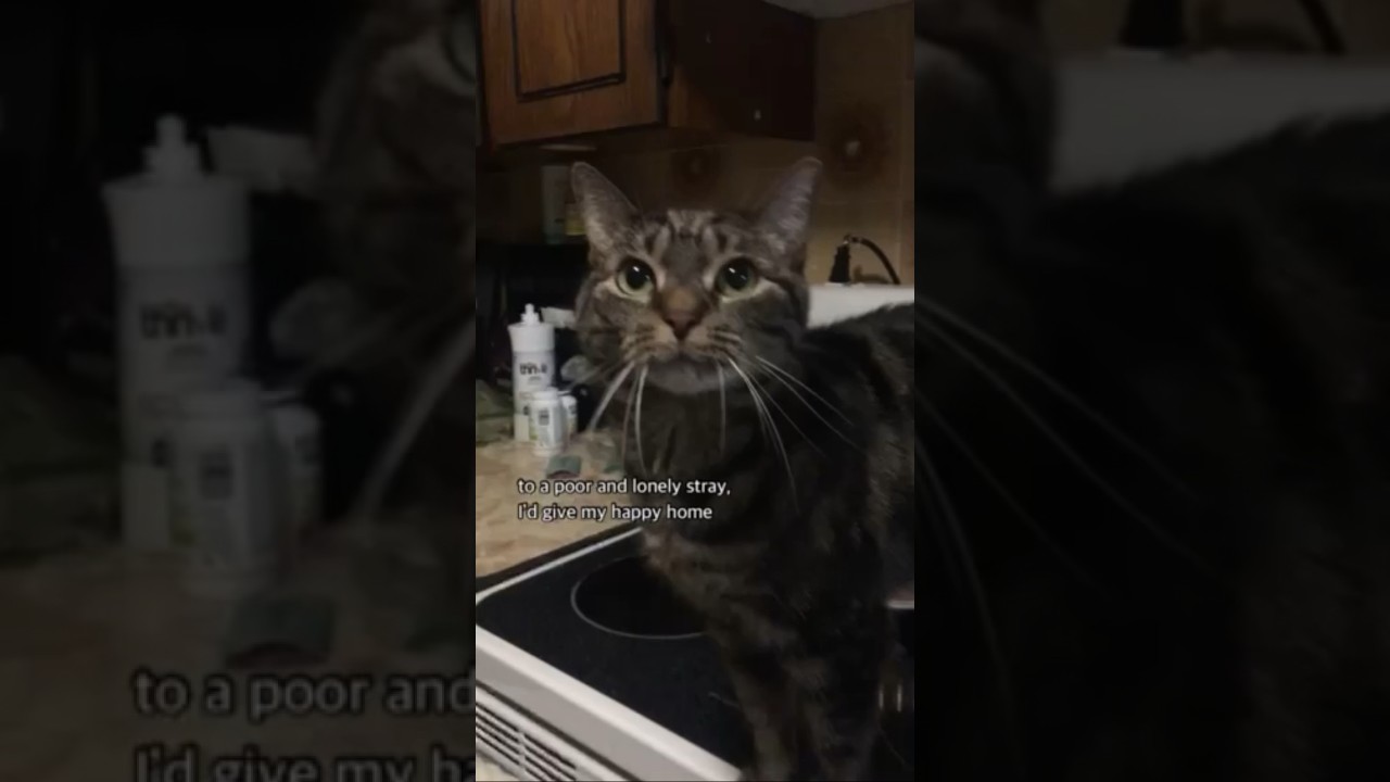 If animals could write a last will & testament ♥️ #ytshorts #catlover #catshorts #cats #grief #loss