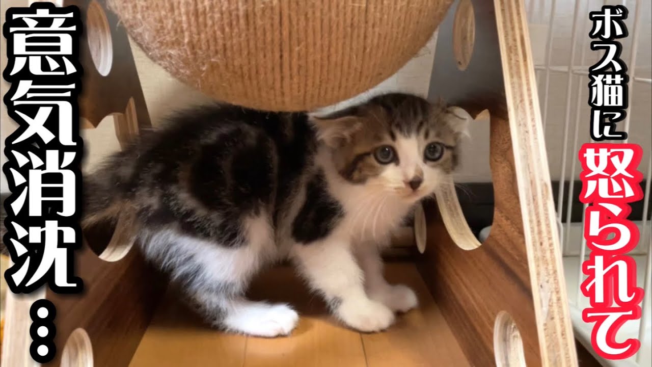 子猫が初めてボス猫から説教を受け意気消沈してしまいました