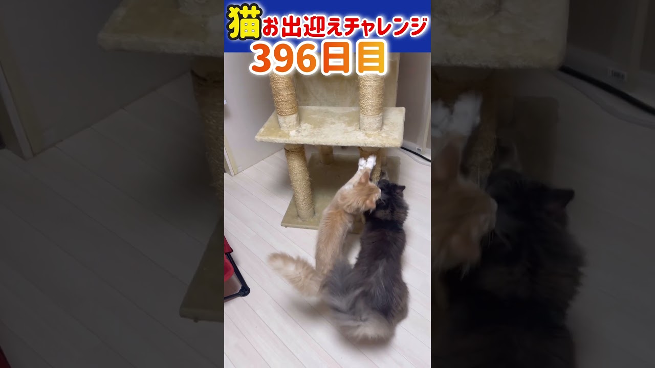 【メインクーン】猫お出迎えチャレンジ396日目　#アリスさん #かわいい