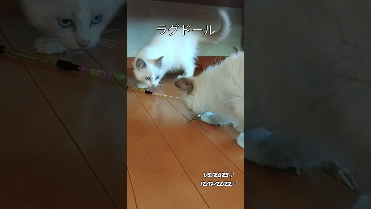 #ラグドール#おもちゃ取り合い