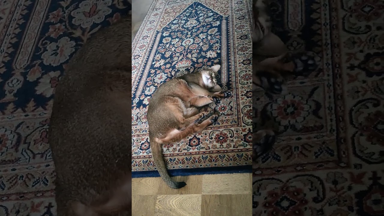 ネコ動画あび＃1499　#shorts　あびの毎日　アビシニアン　あび