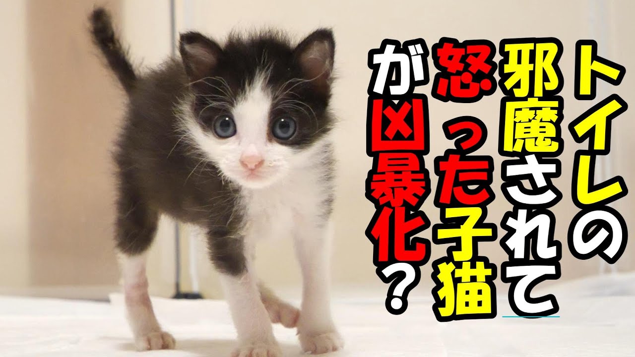 トイレの邪魔をされた子猫が怒って凶暴化してしまう？【赤ちゃん猫　保護猫】