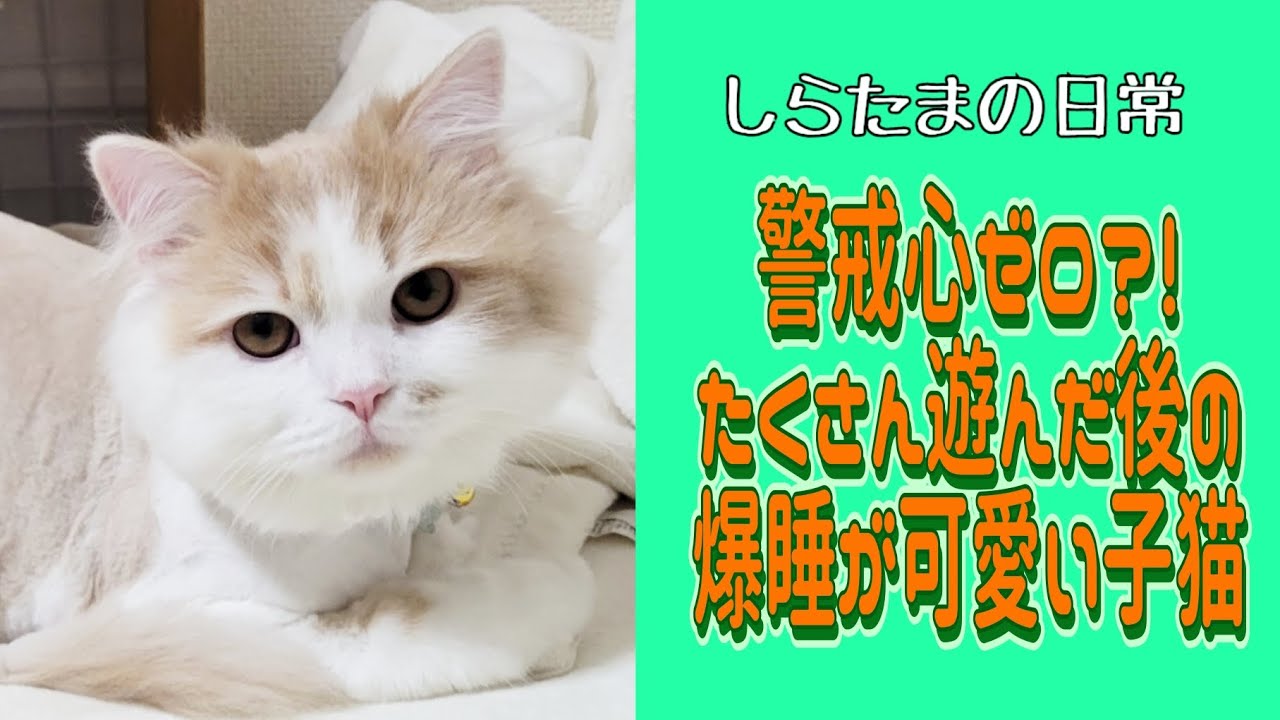 超リラックス？！遊び疲れて眠る子猫が可愛いすぎる！#ラガマフィン #猫動画 #子猫 #cat