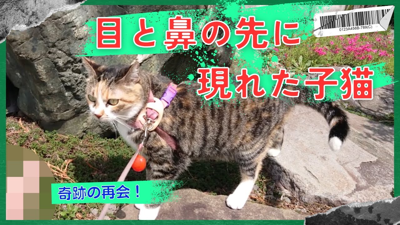 雪の中で子猫を保護しようとして逃げられた猫が、その時と同じ場所で子猫に再会した感動的な瞬間！