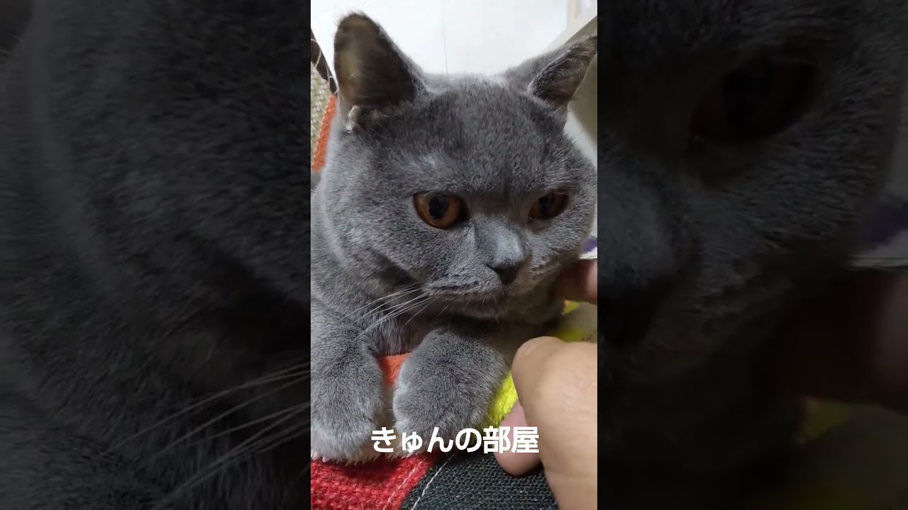 可愛い#ブリティッシュショートヘア #shorts #猫