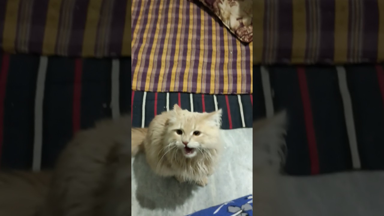 talking cat😍|baat krne vali billi#viral #cat #persiancat  #gingercat #shorts #youtubeshorts
