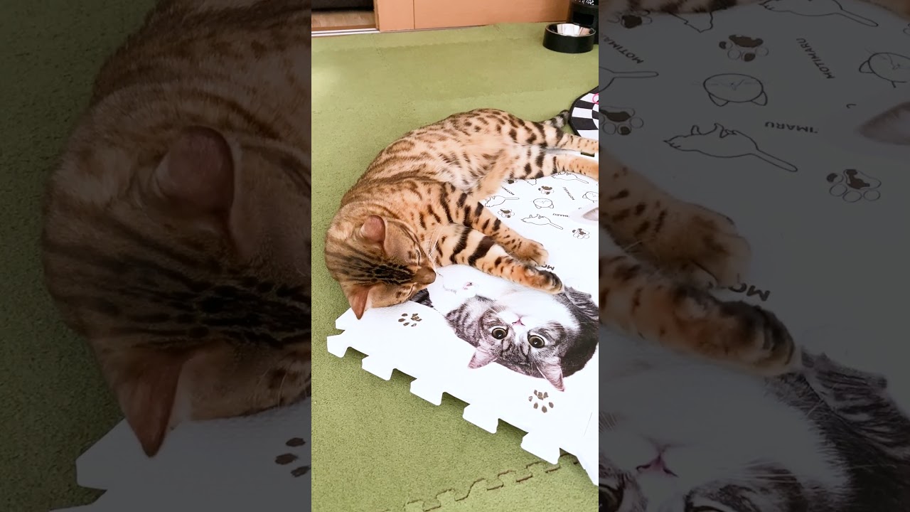 もちまる先輩 が大好き なベンガル猫 #shorts