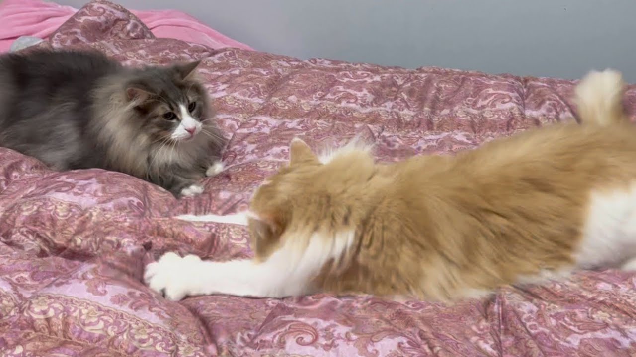 【元気😆】スライディングが上手なノルウェージャンフォレストキャットwww