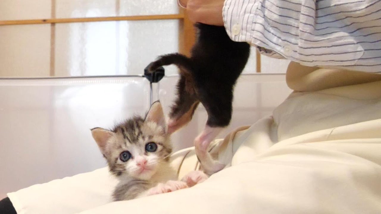 エプロンからひょこっり現れる子猫【赤ちゃん猫　保護猫】