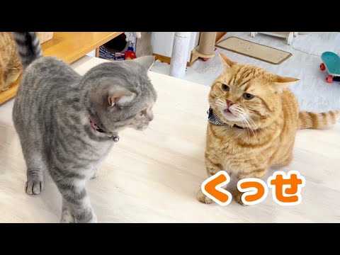 ごはんタイムにみんなの匂いを嗅いでフレーメン反応する茶々パパ