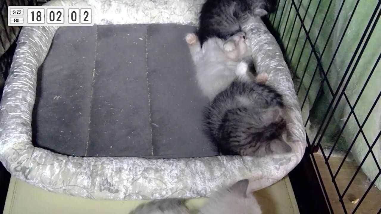 【サイベリアンの子猫ライブ2　見守り用】2023年5月9日ロシアのWCFチャンピオンパンくんの子どもが産まれました。Live of cute Siberian kitten.