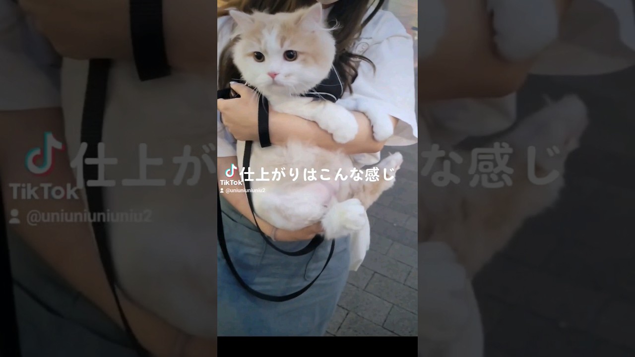 サマーカット猫 #ラガマフィン #猫動画 #cat #子猫 #サマーカット #shorts