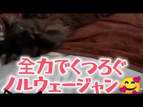 全力でくつろぐノルウェージャンフォレストキャットの動画