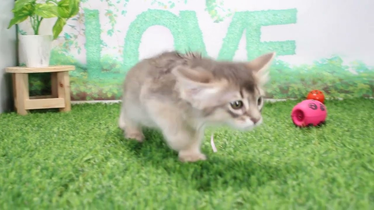 Coo&RIKU　No637513　ソマリ