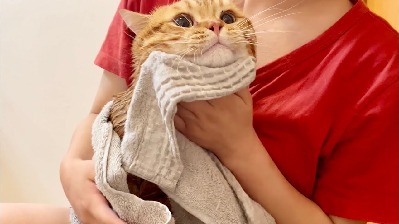 マンチカンのぽちゃくんをシャワーしたら超お利口さんでした！【猫の鳴き声】