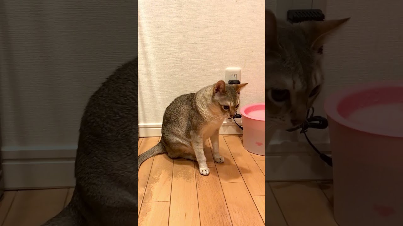 高い場所にいるたぬき猫に気がつくシンガプーラなのにゃ♪