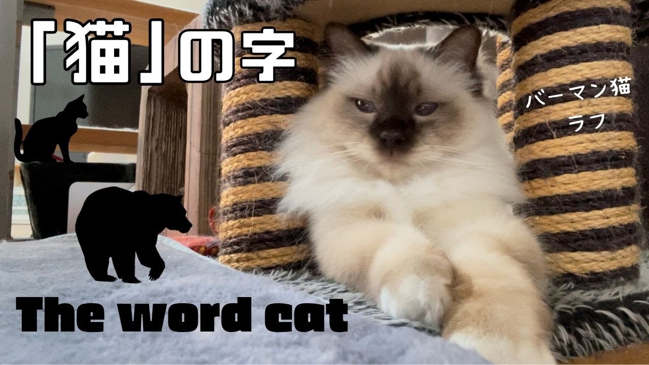 漢字はおもしろいニャ【「猫」の字】The word cat（バーマン猫）Birman/Cat