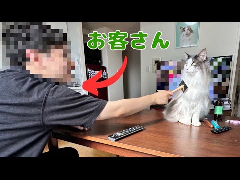 来客にも動じなくなった猫【メインクーン】