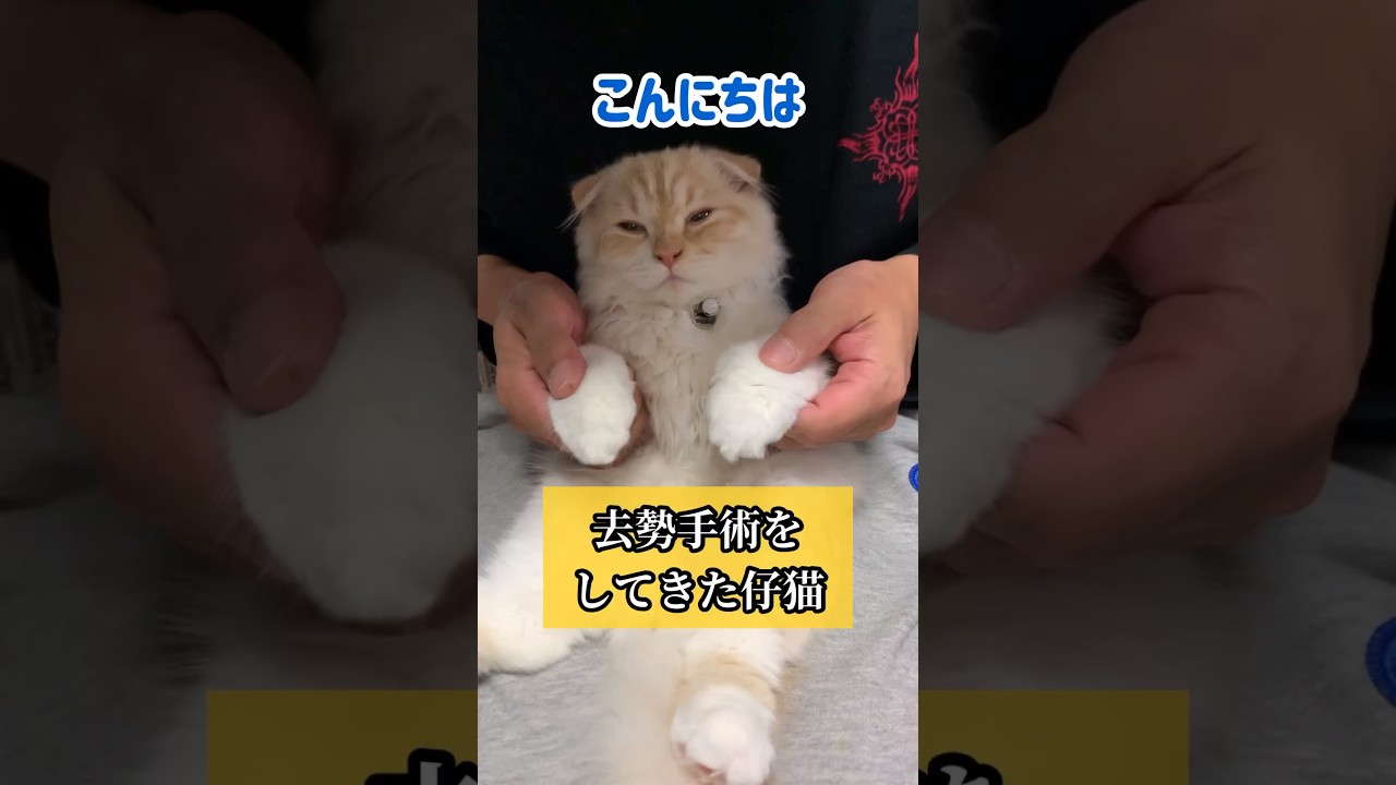 大切な物を失う仔猫 #shorts #仔猫 #スコティッシュフォールド