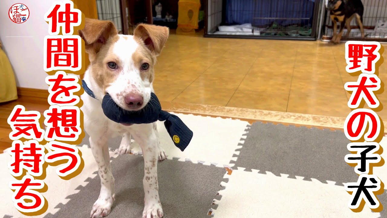 【子猫　保護犬 野犬】野犬の子犬、仲間を想う気持ち