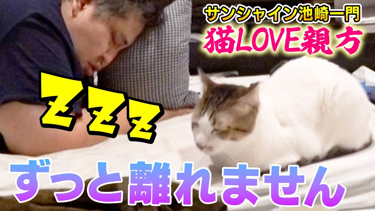 【保護猫活動】親方のことが好きすぎて離れない新猫ブルーです【サンシャイン池崎一門・二子山親方】