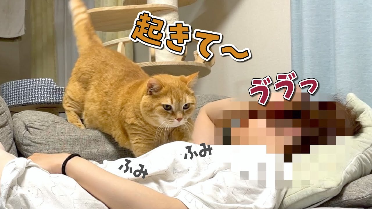 ごはんの時間にお昼寝してたら心配した愛猫に踏んづけられましたw