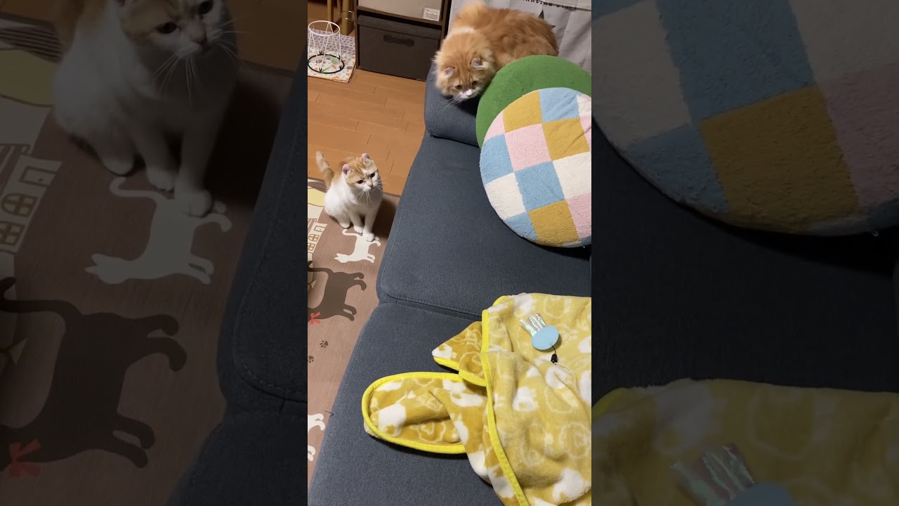 おしりふりふり(笑) #shorts  #猫 #アメリカンカール #cat