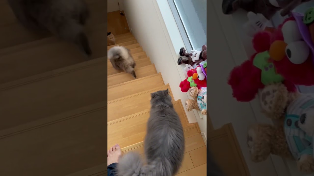 ご飯をもらいためパパを呼びにくるラガマフィン達
