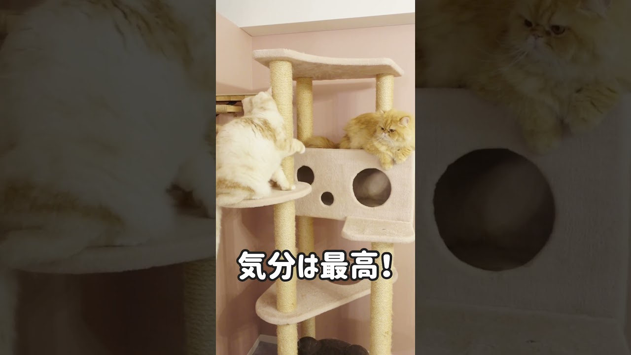 【スコティッシュフォールド】気分は最高！#shorts