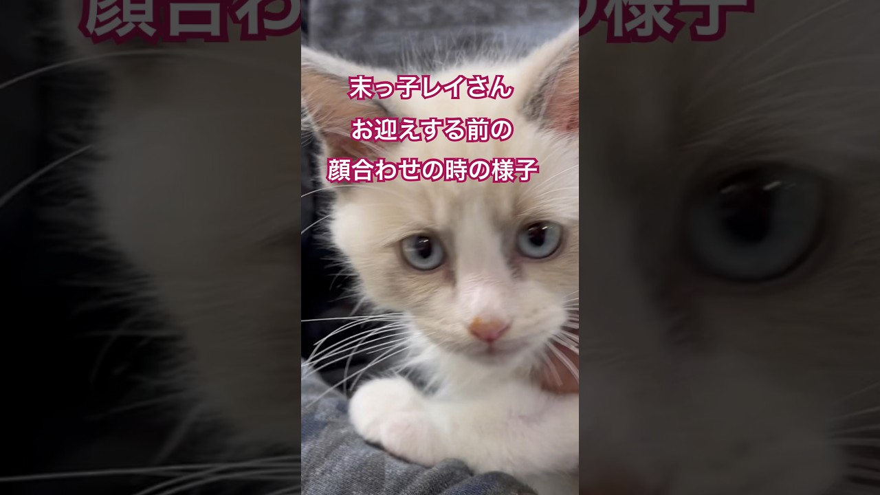末っ子ラグドールに初めて触れた日🐈 #cat #猫 #ラグドール #ragdoll #shorts