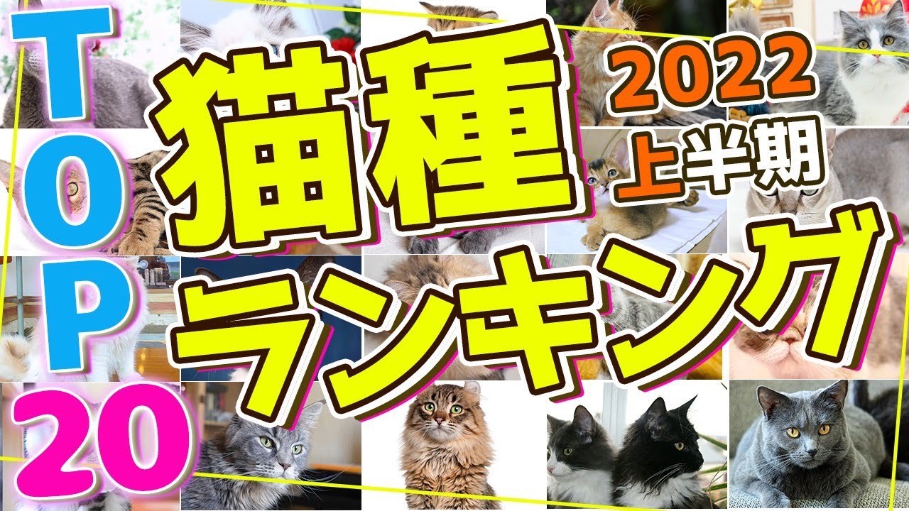 【2022年上半期！人気猫種ランキング TOP20 】飼いやすさやご家庭に合った猫種の絞り方を現役猫ブリーダーが徹底解説！