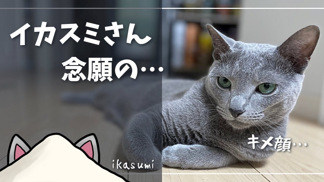 『キャラ化』を喜ぶかわいい猫【ロシアンブルー】
