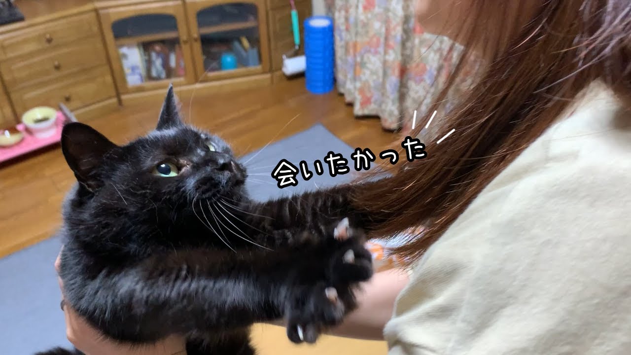 黒猫が遅く帰ってきた飼い主に大喜びする姿が可愛すぎました