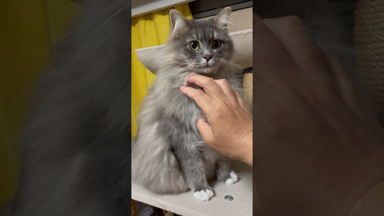 サイベリアン猫日記【2023.05.03】1歳10ヶ月 #siberiancat