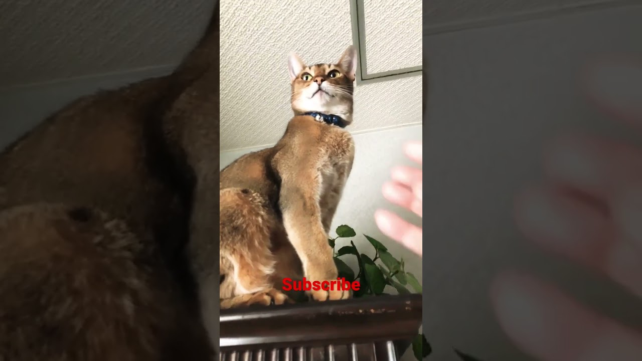 Abyssinian Cat | Daily Life With My Cat | #猫好きさんと繋がりたい #catlover