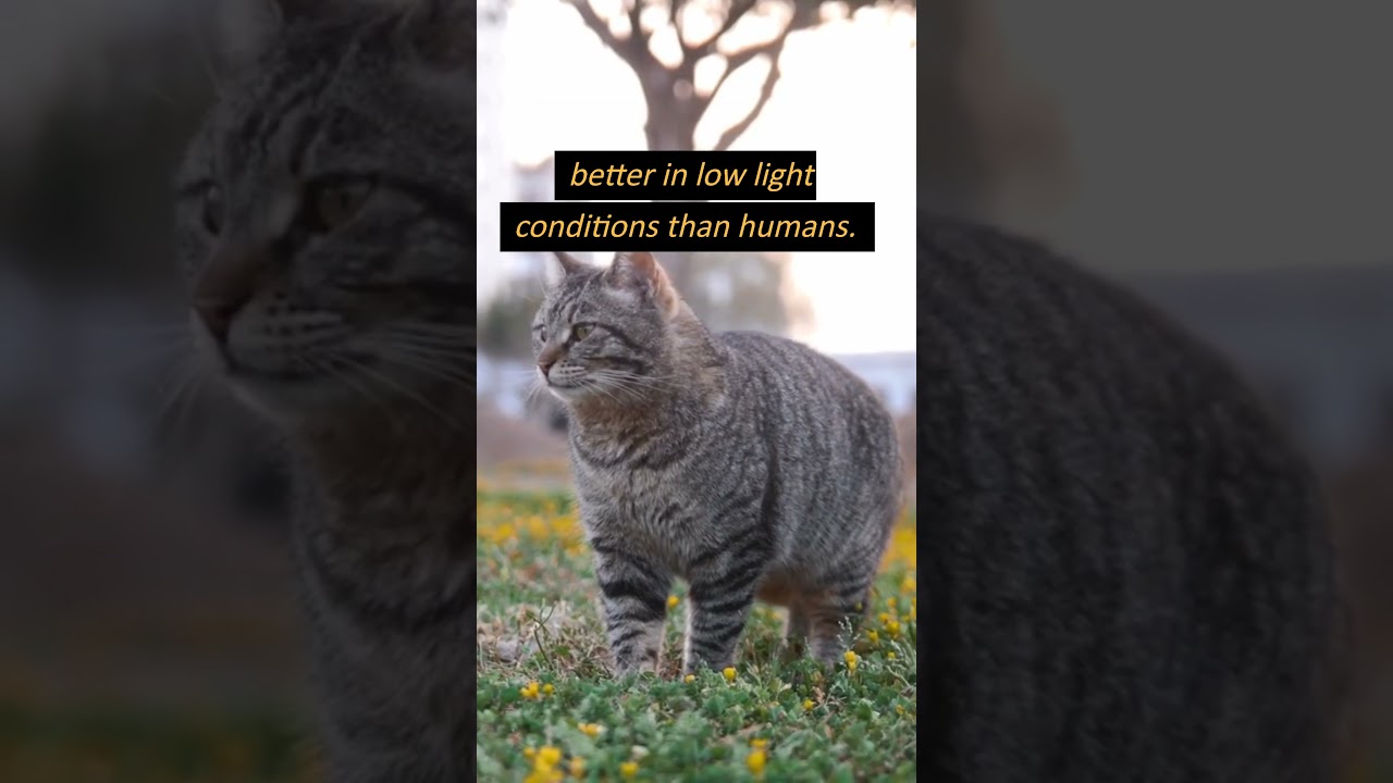 How Much Better than Humans Can Cats See in the Dark? #shorts #cats #shortsfeed #factsaboutanimals