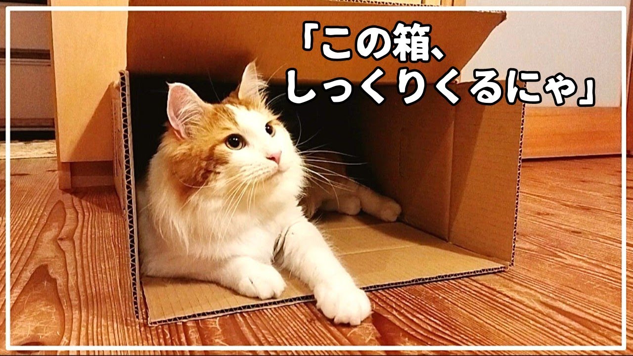 これが本当の箱入り息子です。【大型猫メインクーン】
