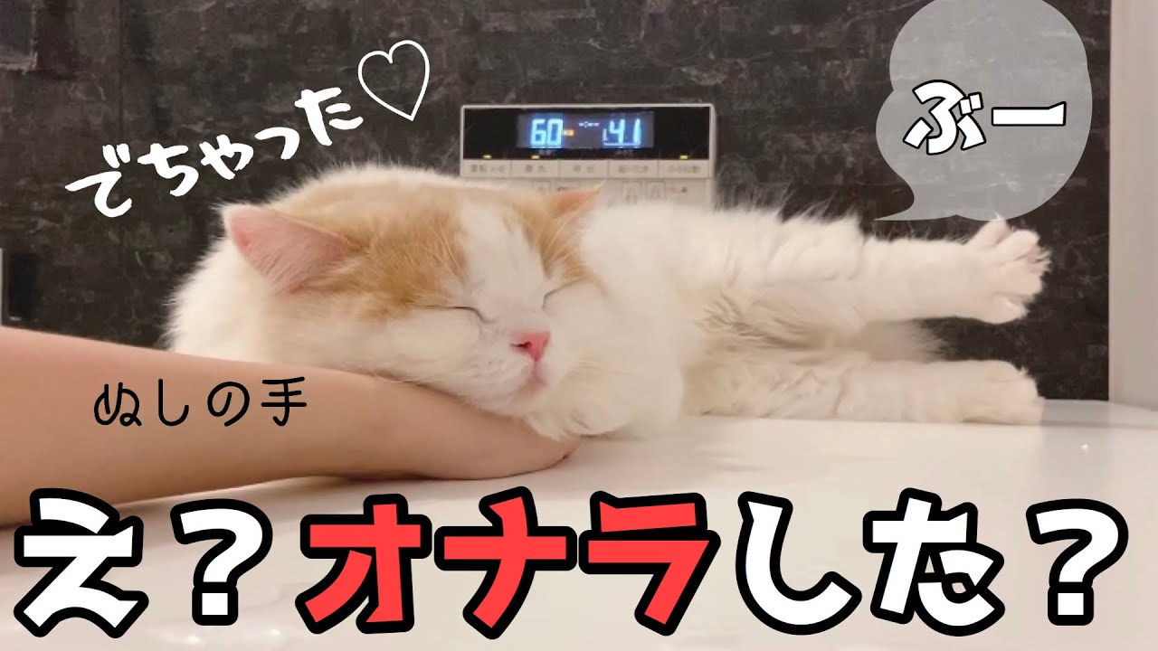 腕にくっついて離れない子猫そのまま片足上げてオナラしちゃう【スコティッシュフォールド】