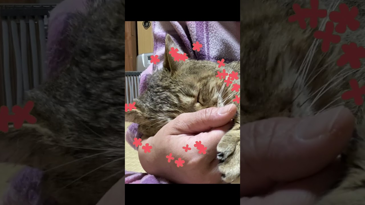 こたつで寝かせても甘えたくて膝に戻ってくる元野良猫 #shorts #1分1秒
