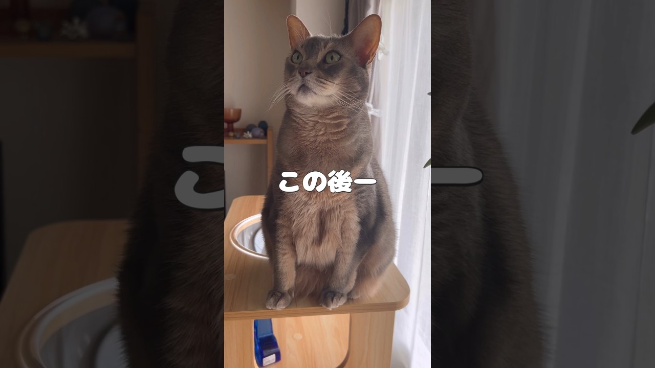 この後ー #shorts #猫動画 #ノルウェージャンフォレストキャット #アビシニアン #cat #まな猫
