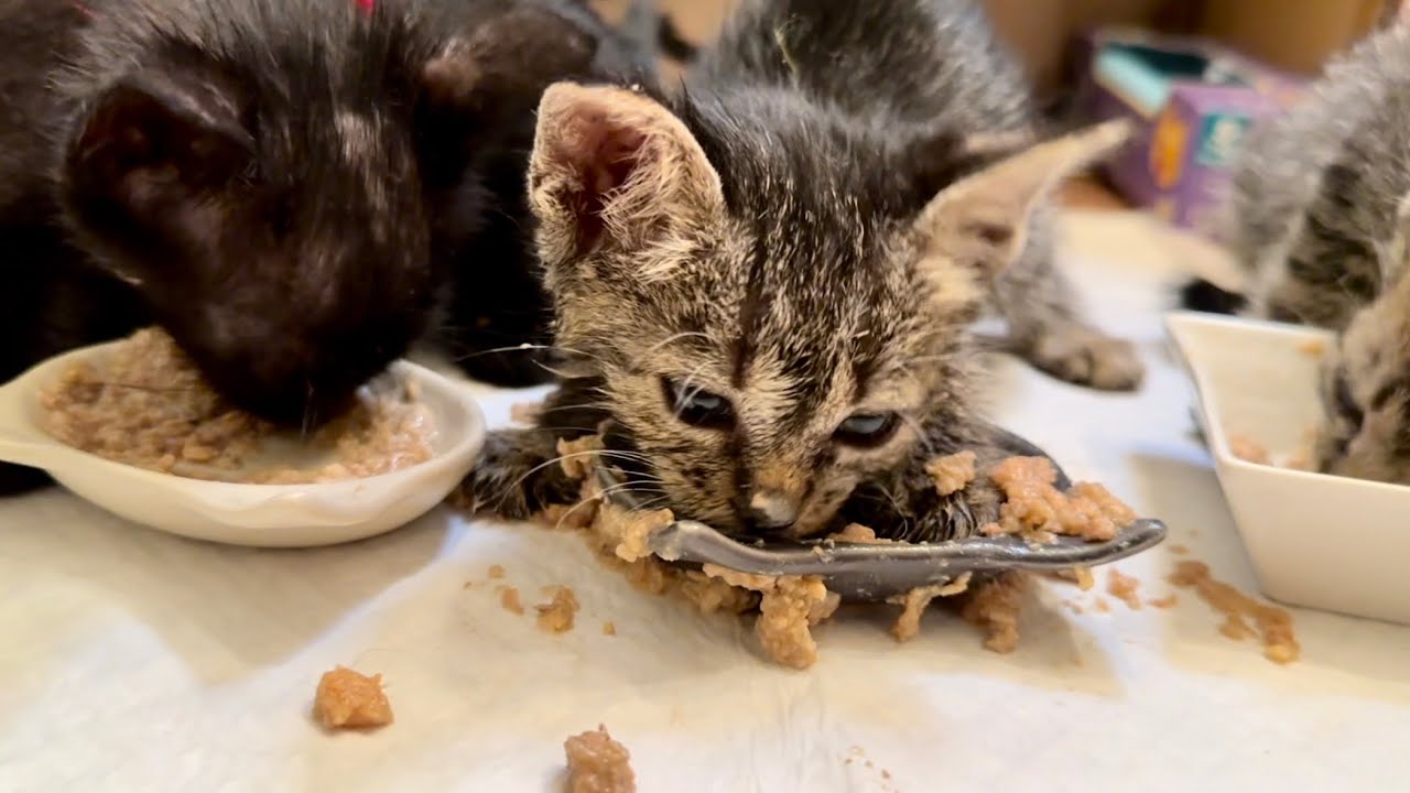 必死にご飯をむさぼる保護した子猫達。
