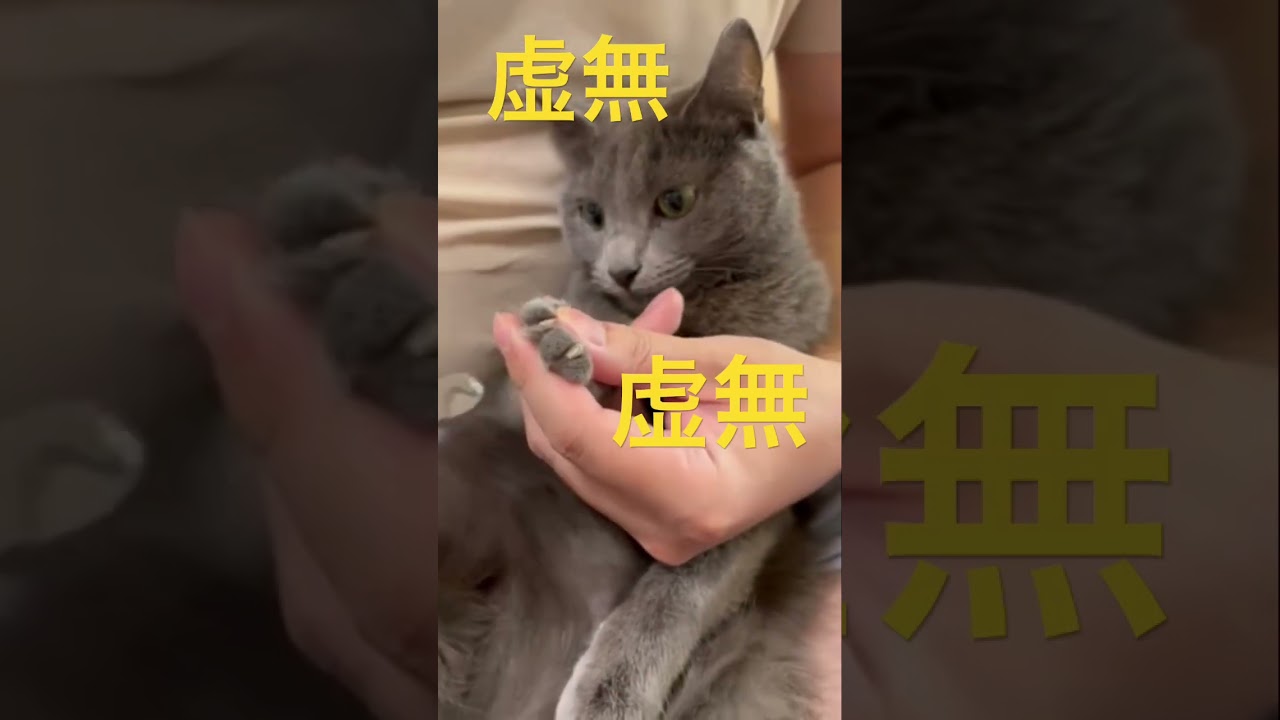 爪切り中は虚無なお利口猫（ロシアンブルー）#shorts
