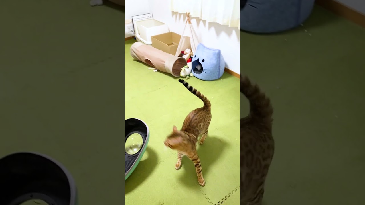 興奮状態 のベンガル猫 が激しいので隠し撮り #shorts